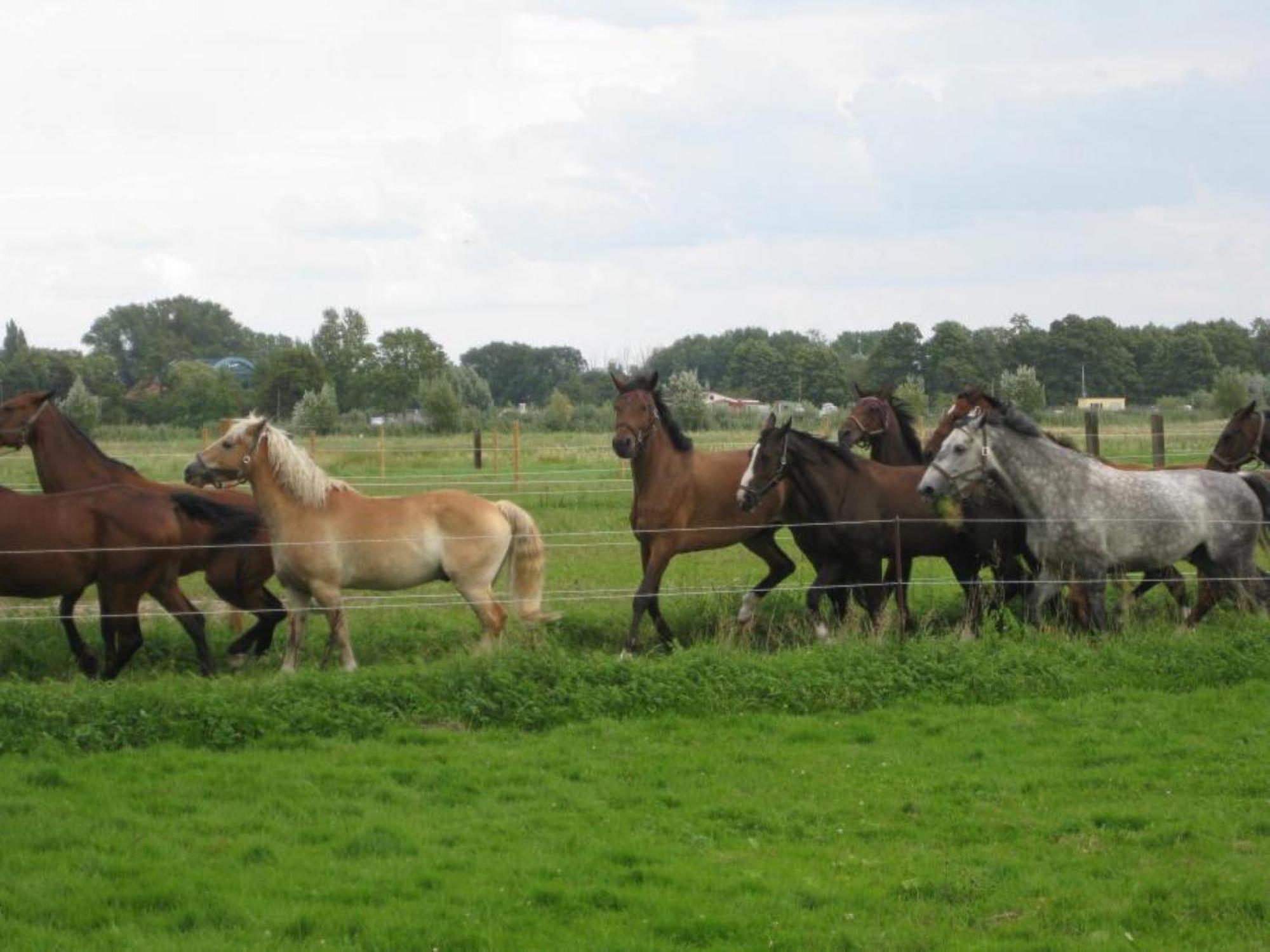 Ferienwohnungen Luisenhof Paretz Luaran gambar