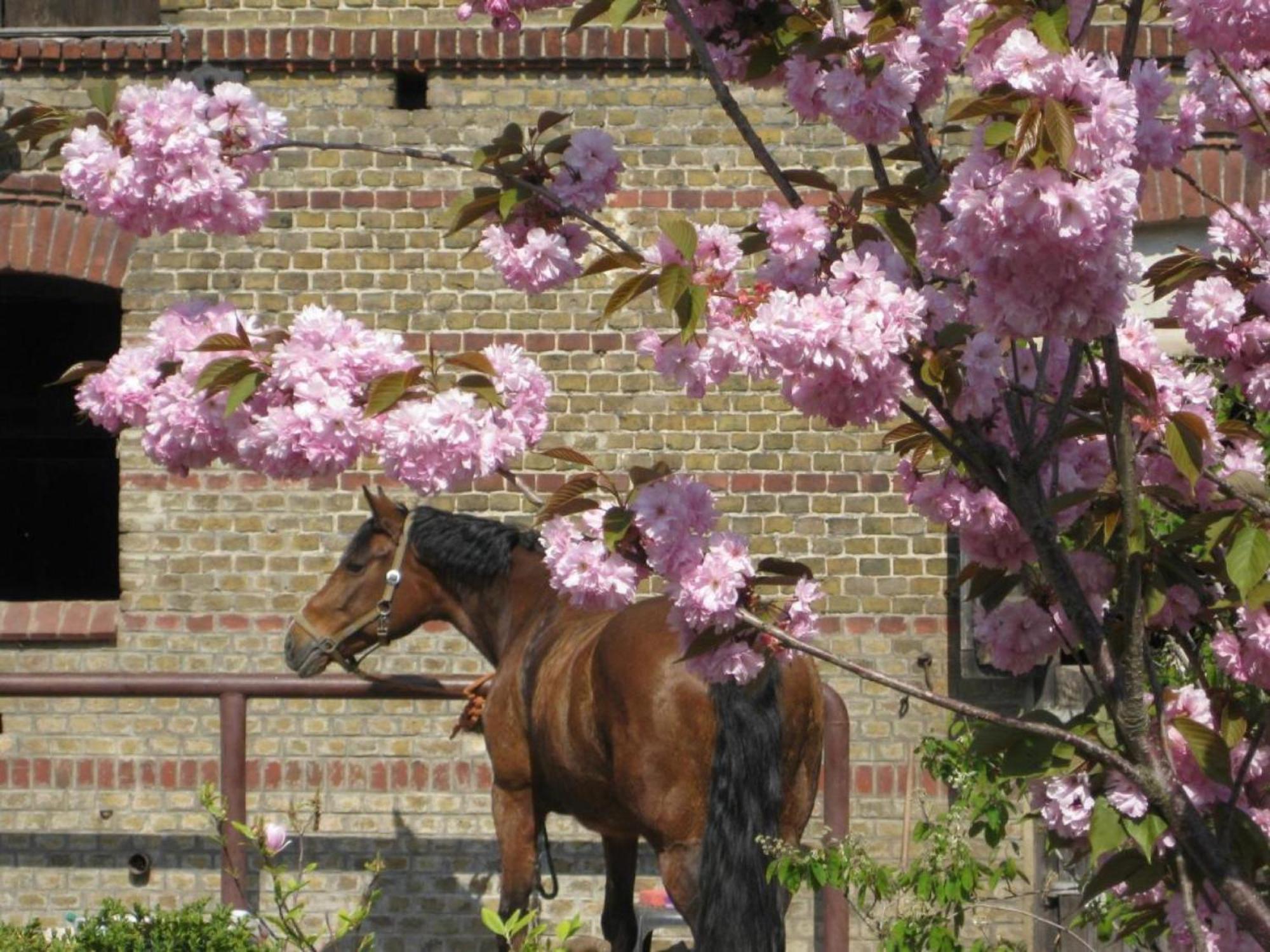 Ferienwohnungen Luisenhof Paretz Luaran gambar